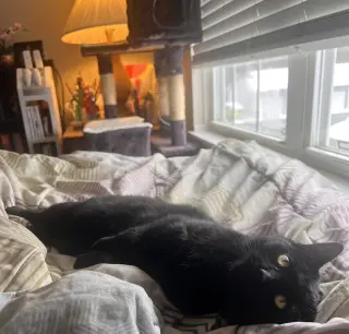 Juniper