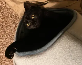 Juniper