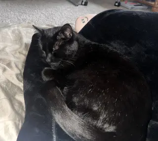 Juniper