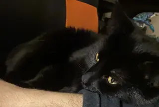 Juniper