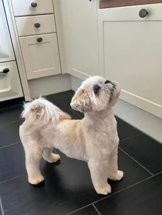 SIR ZIGGY