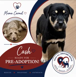 Cash