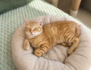 Cheeto =^.^=