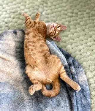 Cheeto =^.^=
