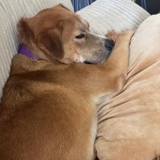 Ernie