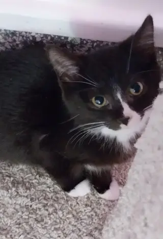 Meko * IN FOSTER *