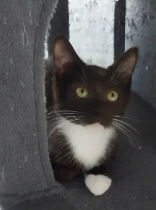 Tito * IN FOSTER *