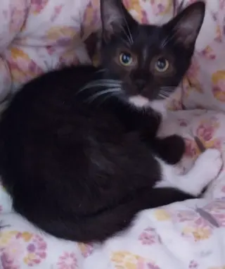 Tito * IN FOSTER *
