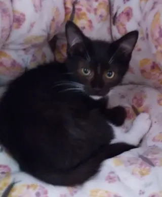 Tito * IN FOSTER *