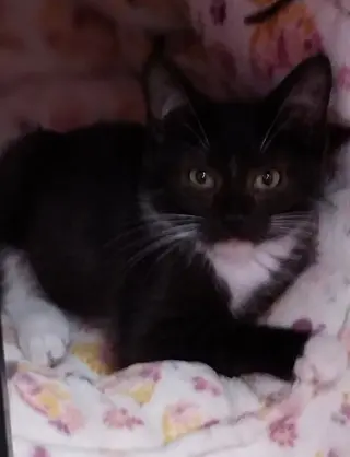 Tito * IN FOSTER *