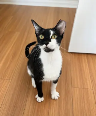 Oreo