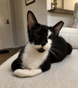 Oreo
