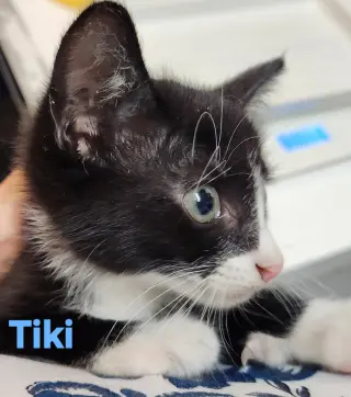 Tiki