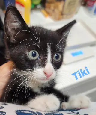 Tiki