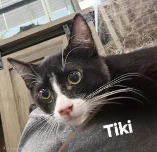 Tiki