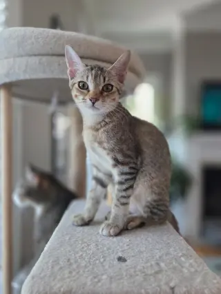 Cupcake =^.^=