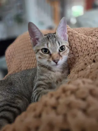Cupcake =^.^=