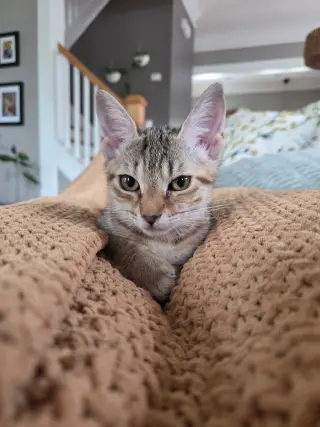 Cupcake =^.^=
