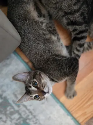 Cocoa Puff =^.^=