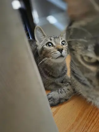 Cocoa Puff =^.^=