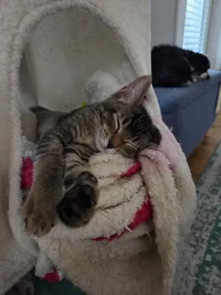 Cocoa Puff =^.^=