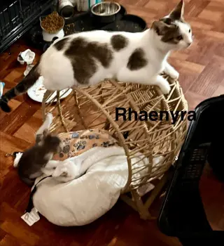 Rhaenyra