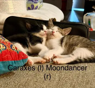 Moondancer