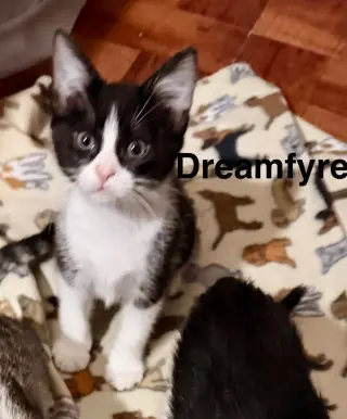 Dream Fyre