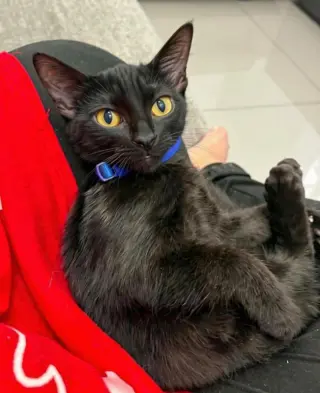 Jet