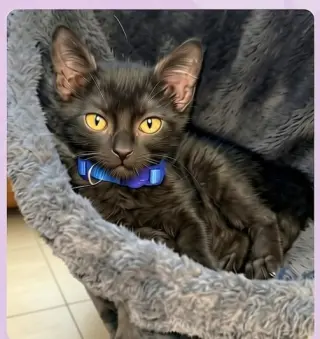 Jet