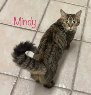 Mindy