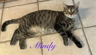 Mindy