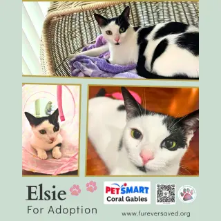 Elsie