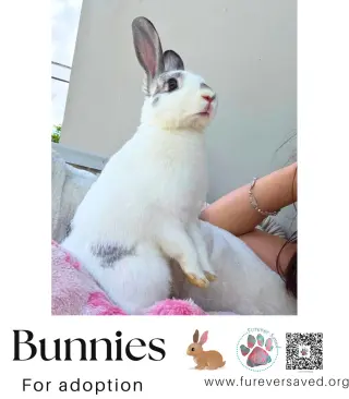 Bunnies for adoption