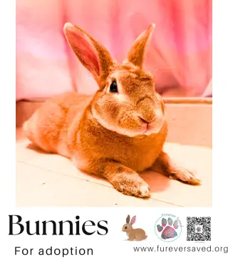 Bunnies for adoption