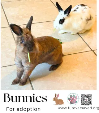 Bunnies for adoption