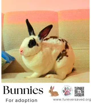 Bunnies for adoption