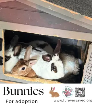 Bunnies for adoption
