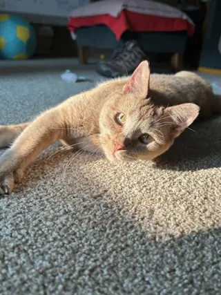 Zena