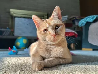 Zena