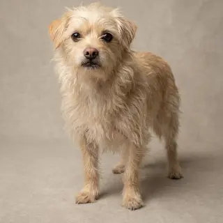 Watson