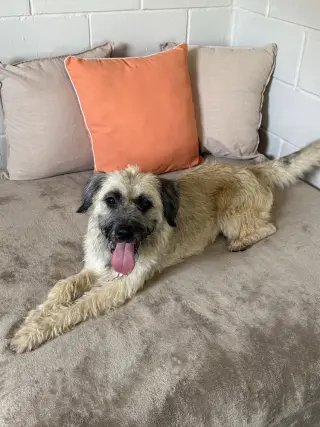Maizie