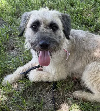 Maizie