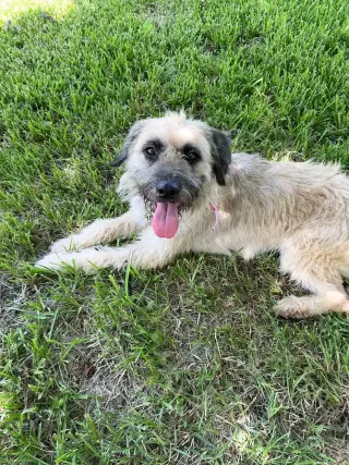 Maizie