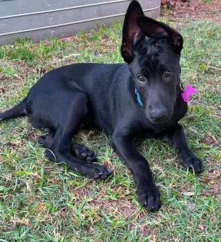 Texas Legends Litter- Stevie Ray - Located in TX