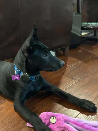 Texas Legends Litter- Stevie Ray - Located in TX
