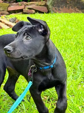 Texas Legends Litter- Stevie Ray - Located in TX