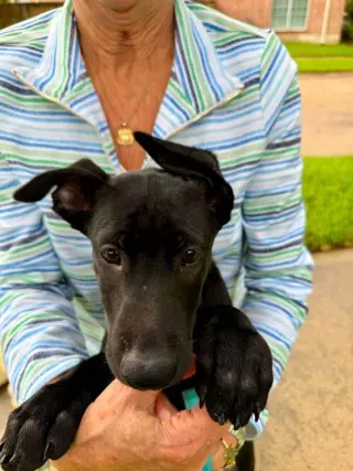 Texas Legends Litter- Stevie Ray - Located in TX