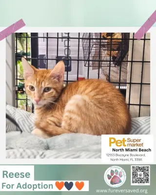 Reese