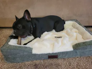 TOMMY